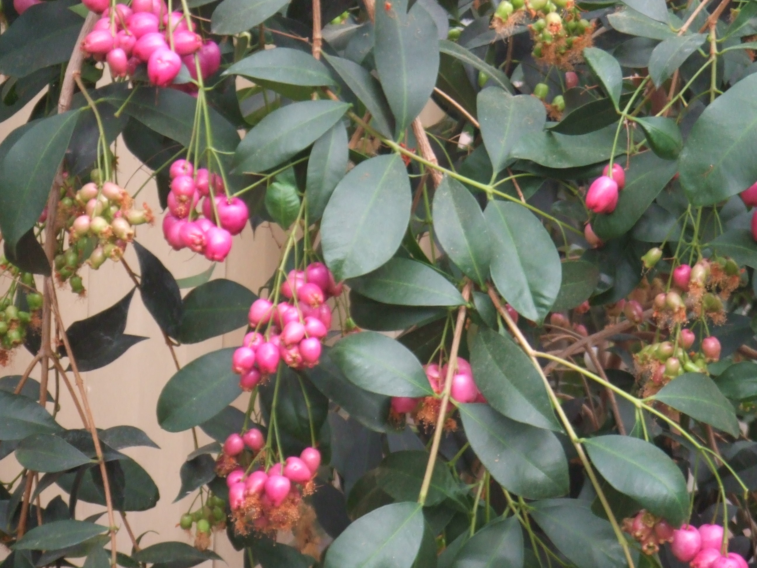 Syzygium oleosum